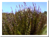 more flowers.JPG