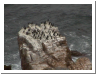 Pinguins.JPG